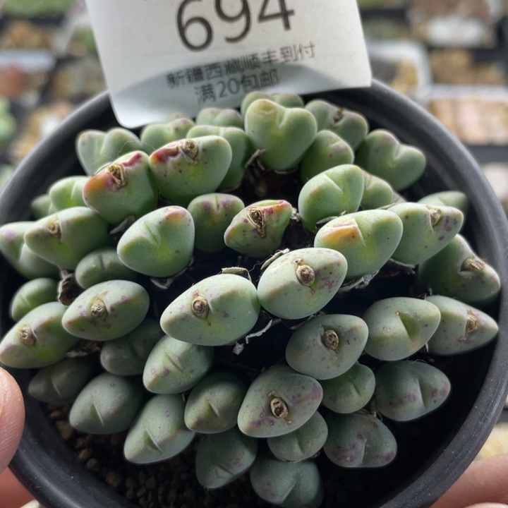 佳人园艺 老周多肉上福利啦口滴694