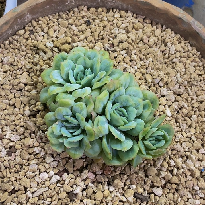 泡泡纱裙整无砍哦哦哦哦