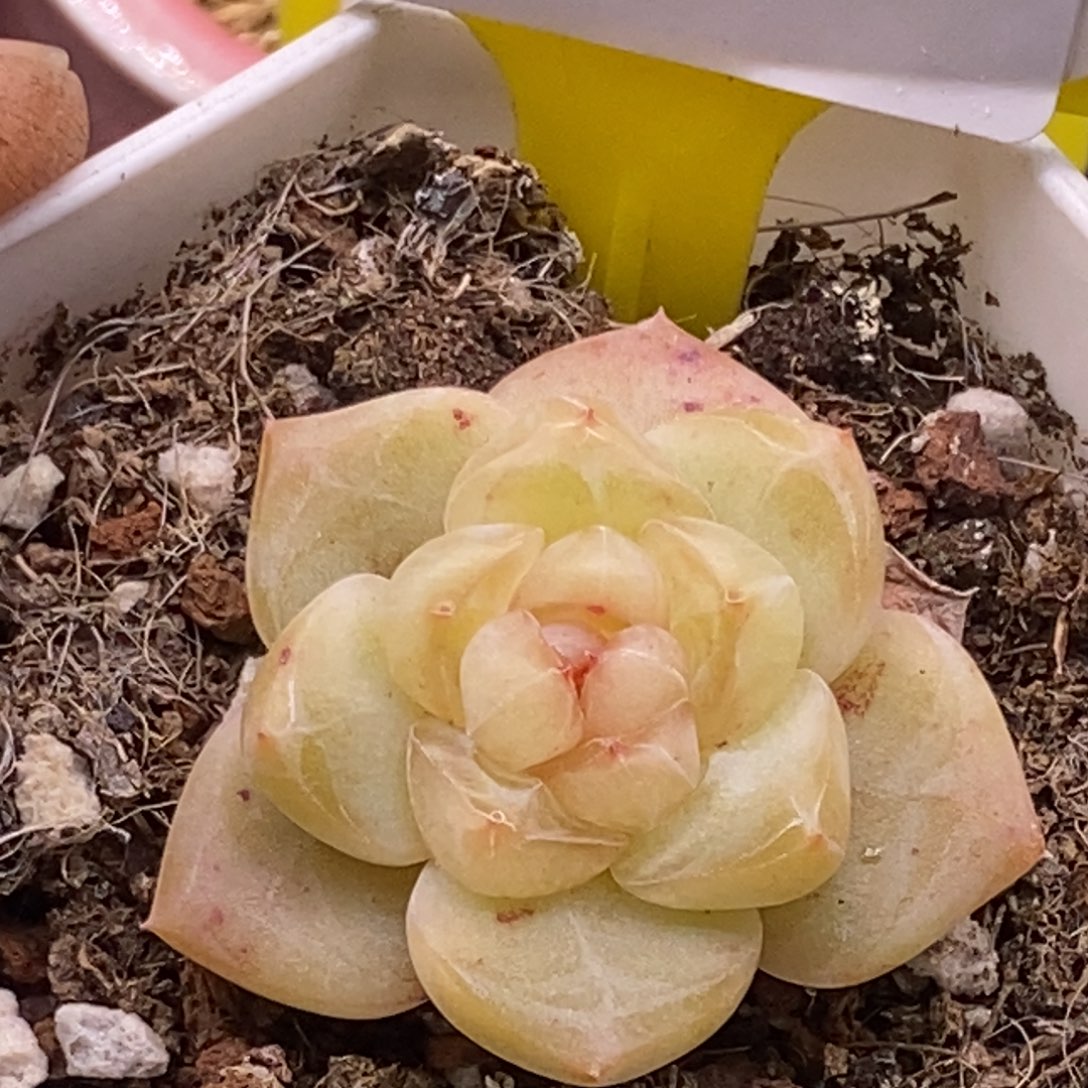 3120清提珍妮单头福利