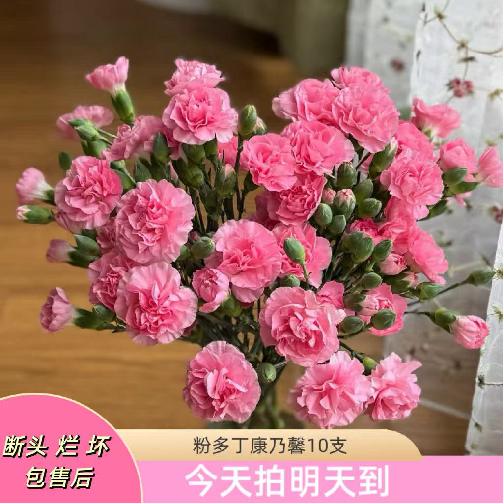 果语精选【珍珠粉多头康乃馨10支】云南鲜花批发次日达