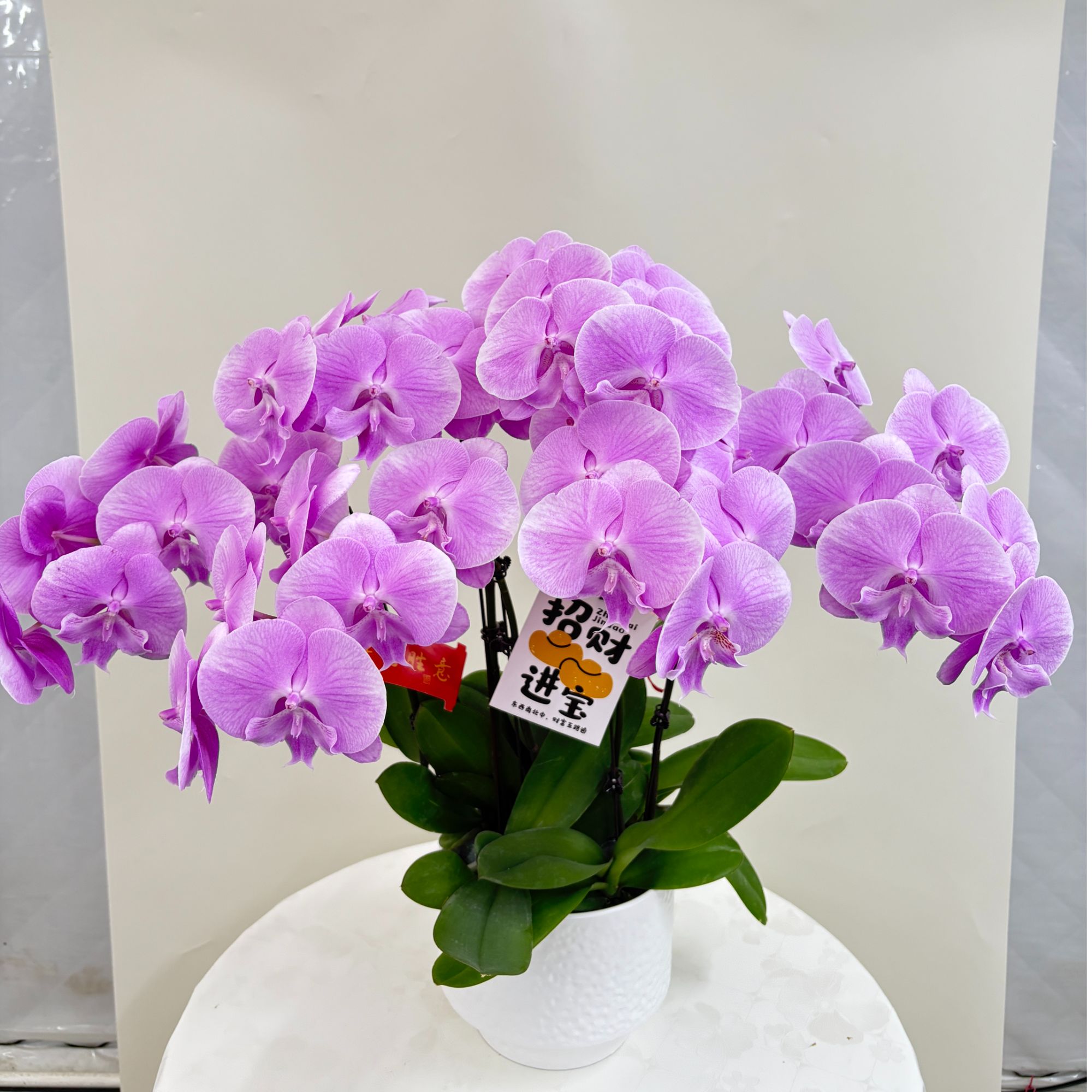 蝴蝶兰【粉花大舌头】鲜花盆栽室内观赏花花佛山基地直发好养易活