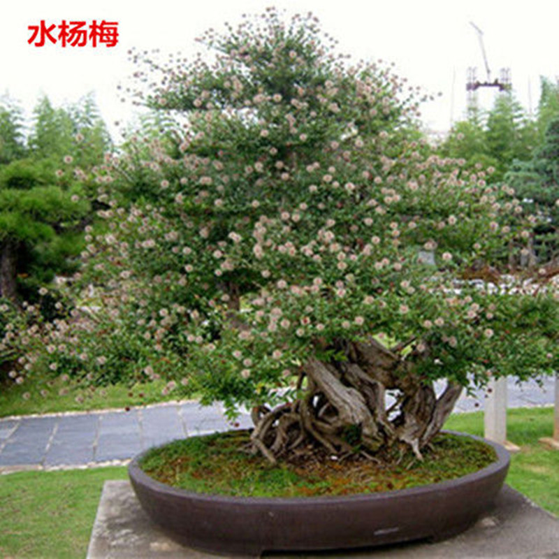 水杨梅盆景露根式悬崖式根抱石水培鱼缸造景
