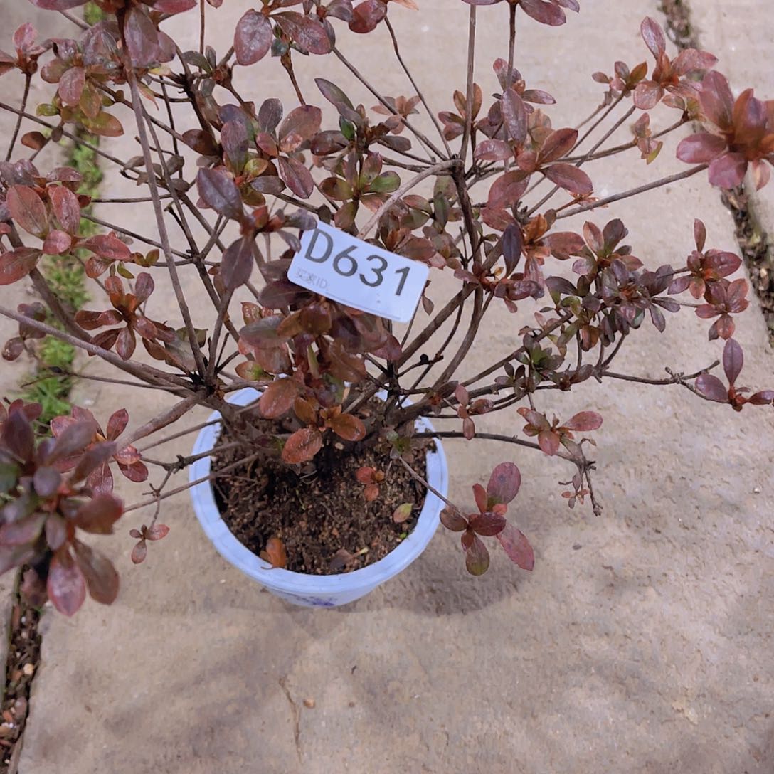 红陶直播时间一直一个