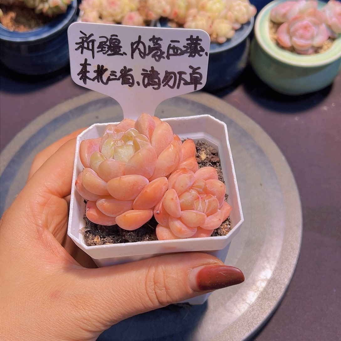 冰玉珍妮。裸根发货，