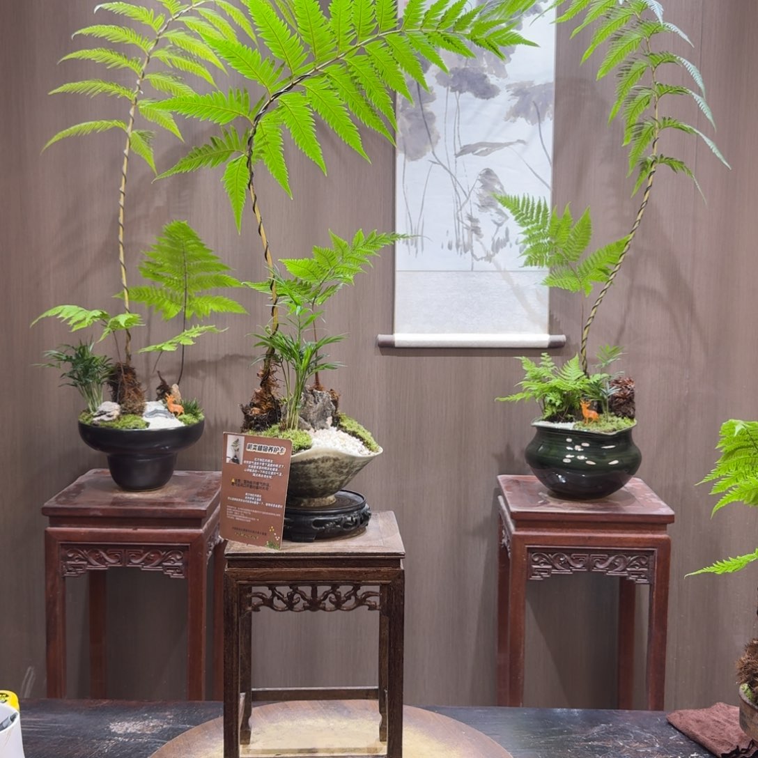 蒲***帆无花朵蕨类植物一物一拍