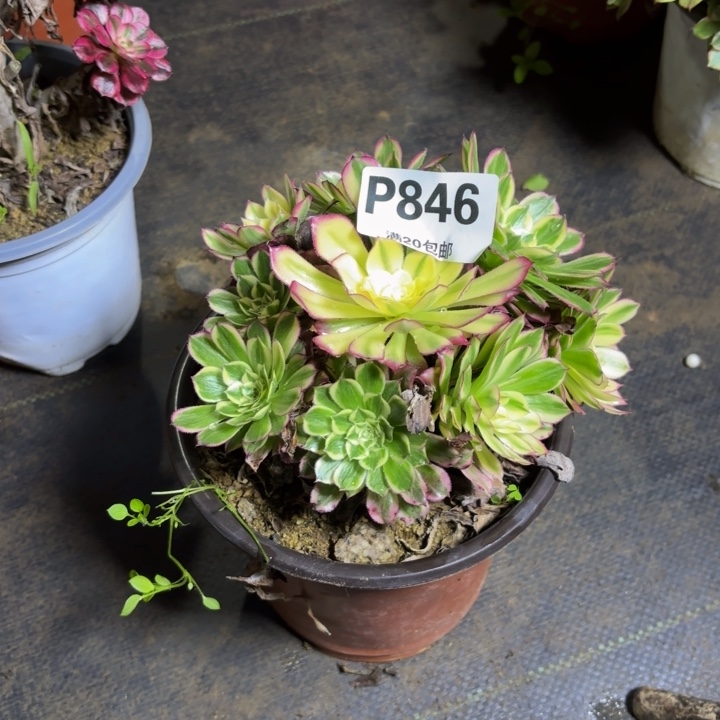 瑞妈，。。。。。846天河，