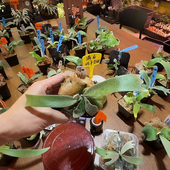 无花朵鹿野直播间竞拍月光