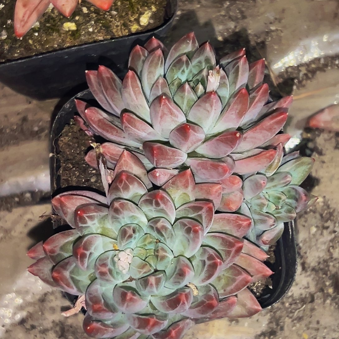 桔云多肉美人精品系列