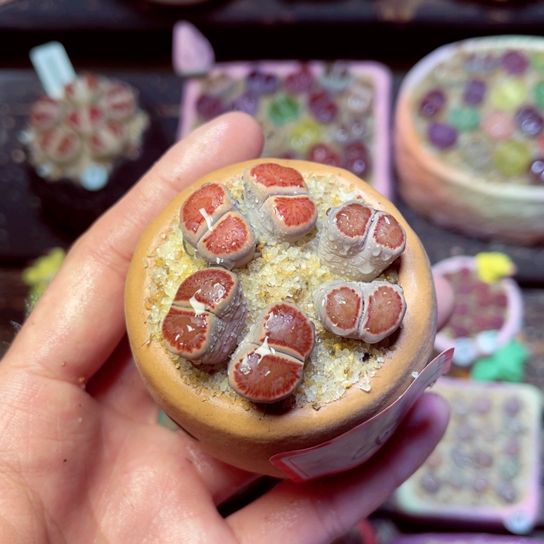 422生石花带盆发1