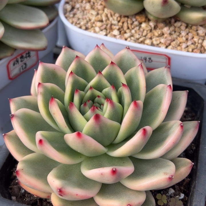 摩根锦一物一拍锦龙