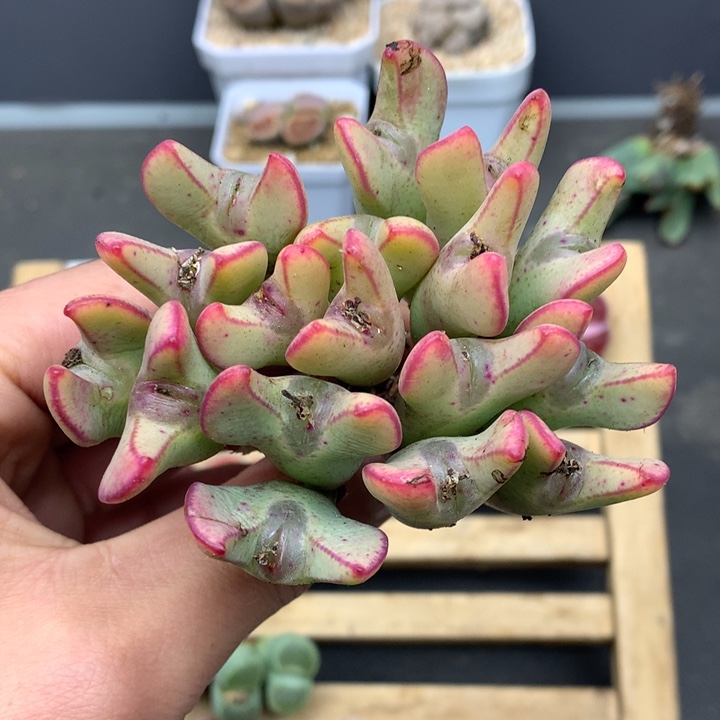 精品多肉植物大战僵尸先生们