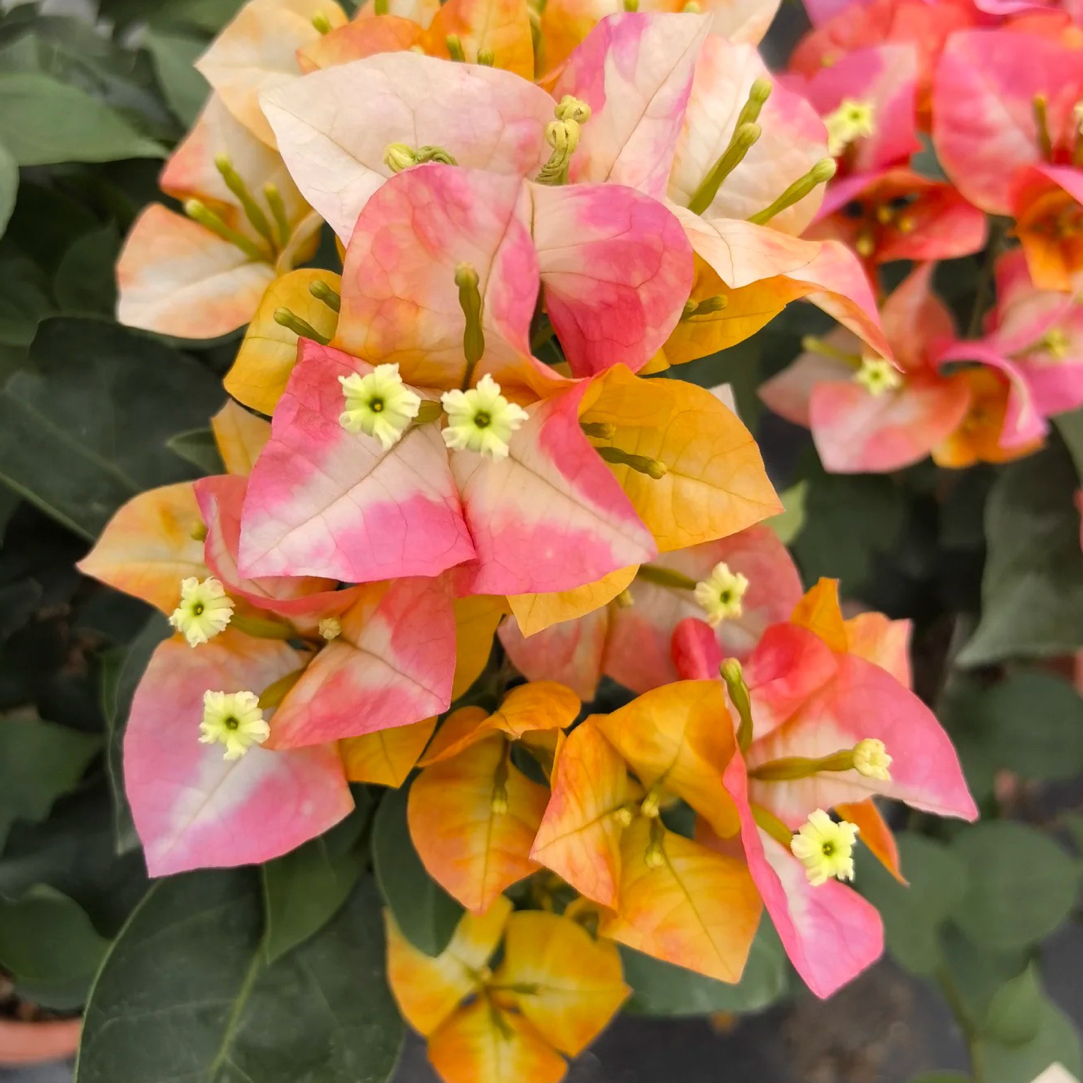 【凤凰】三角梅花卉勤花四季开花基地直发