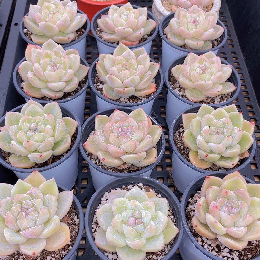 量拍90号 白泽母本大单头一个