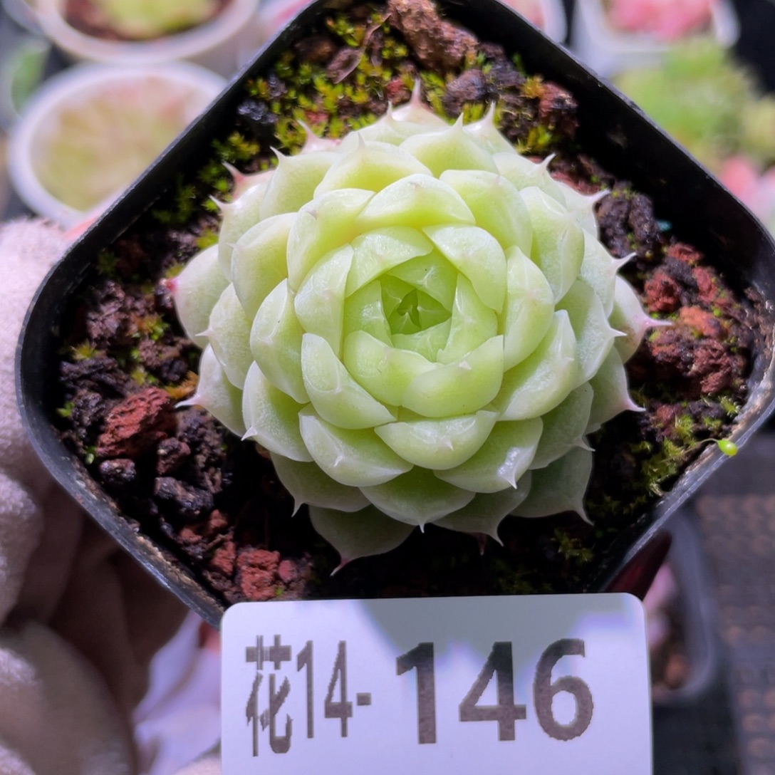 花利美14-146麦秆