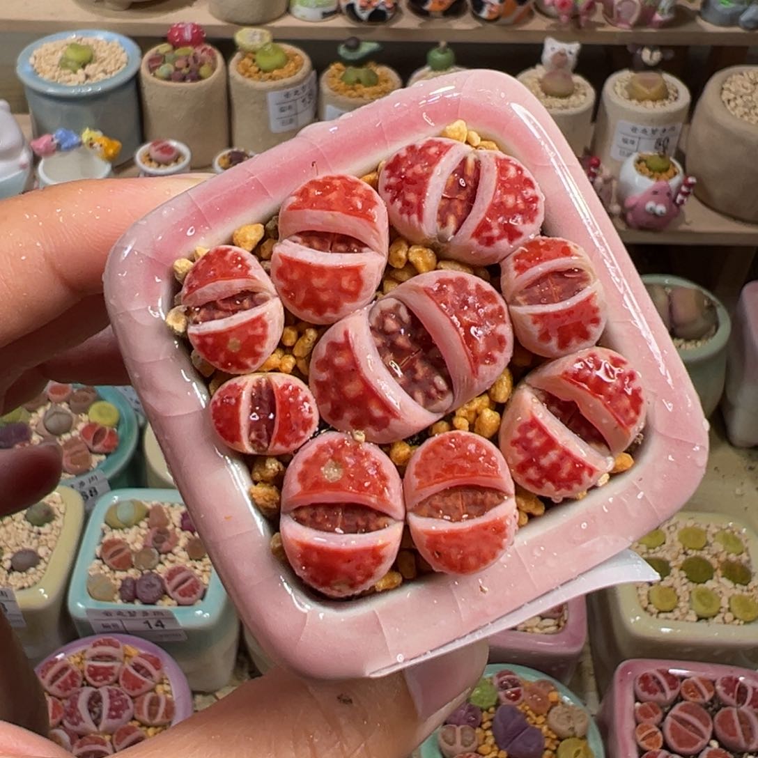 多肉植物142号红色