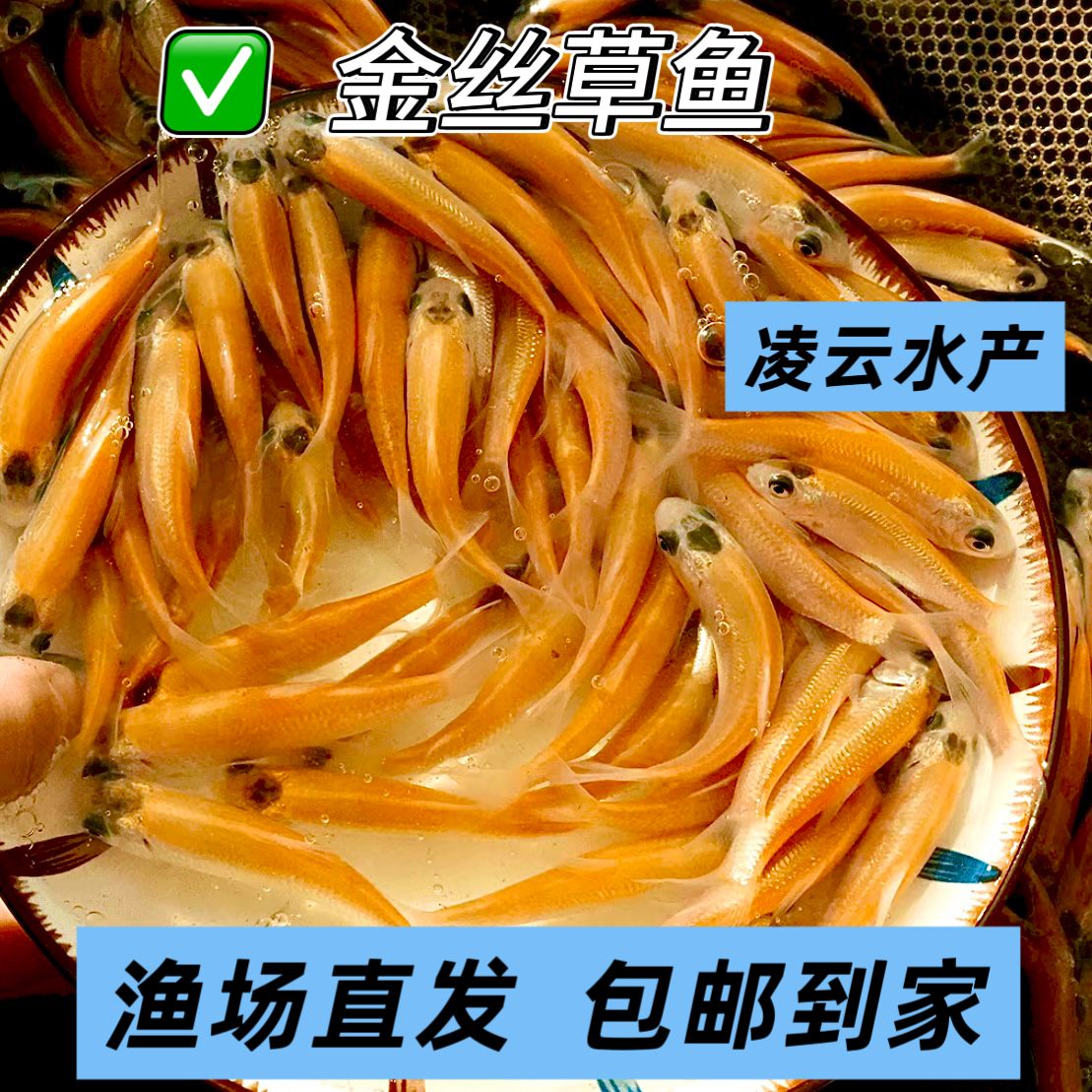 正宗金丝草鱼  渔场直发包邮包活