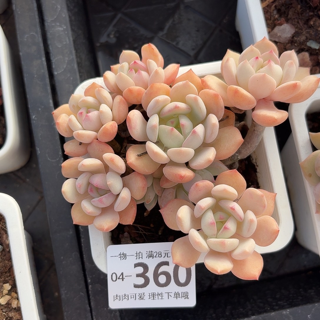 蜜桃格林无盆土发货无