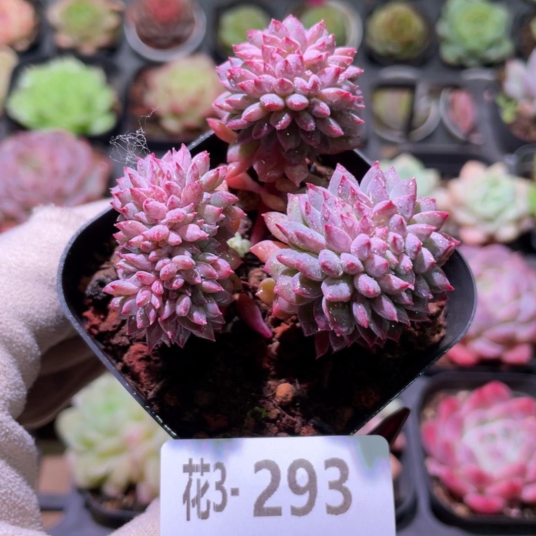 花利美3-293莱恩小精灵缀化