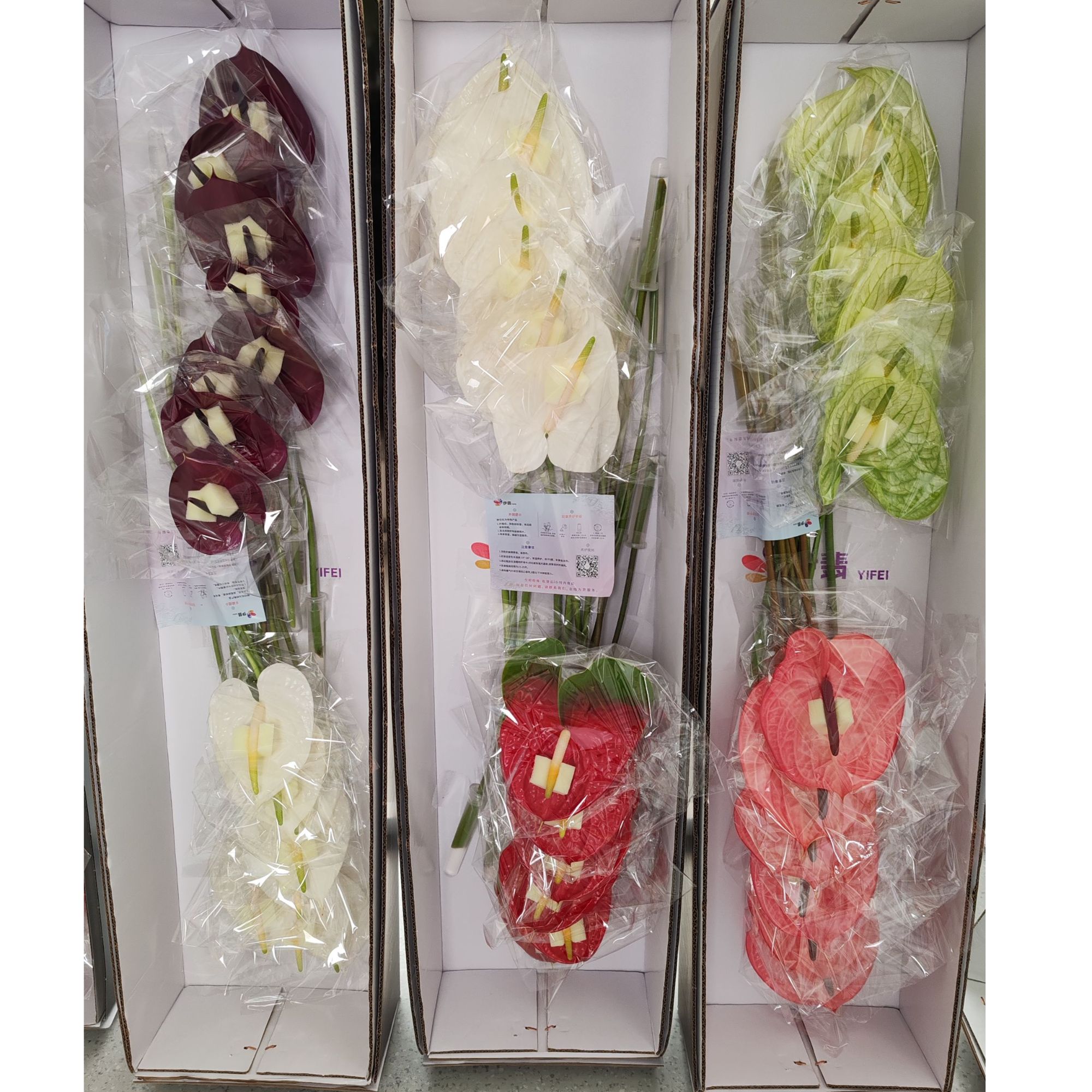 【伊翡红掌】拼色（如涉及白色品种随机发）伊翡·鲜切花工厂