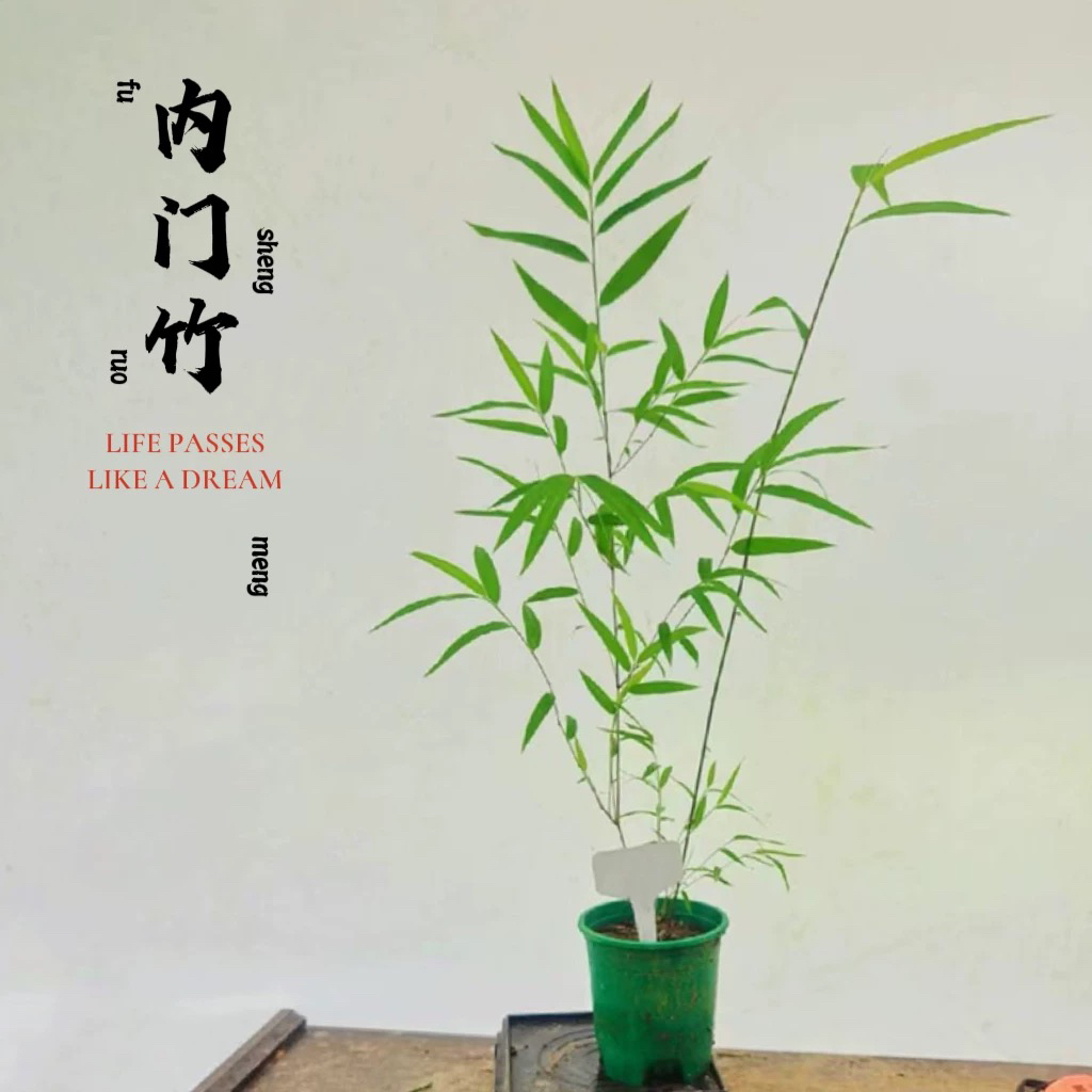 内门竹室内四季常青好养绿植盆栽台湾内门竹禅意竹