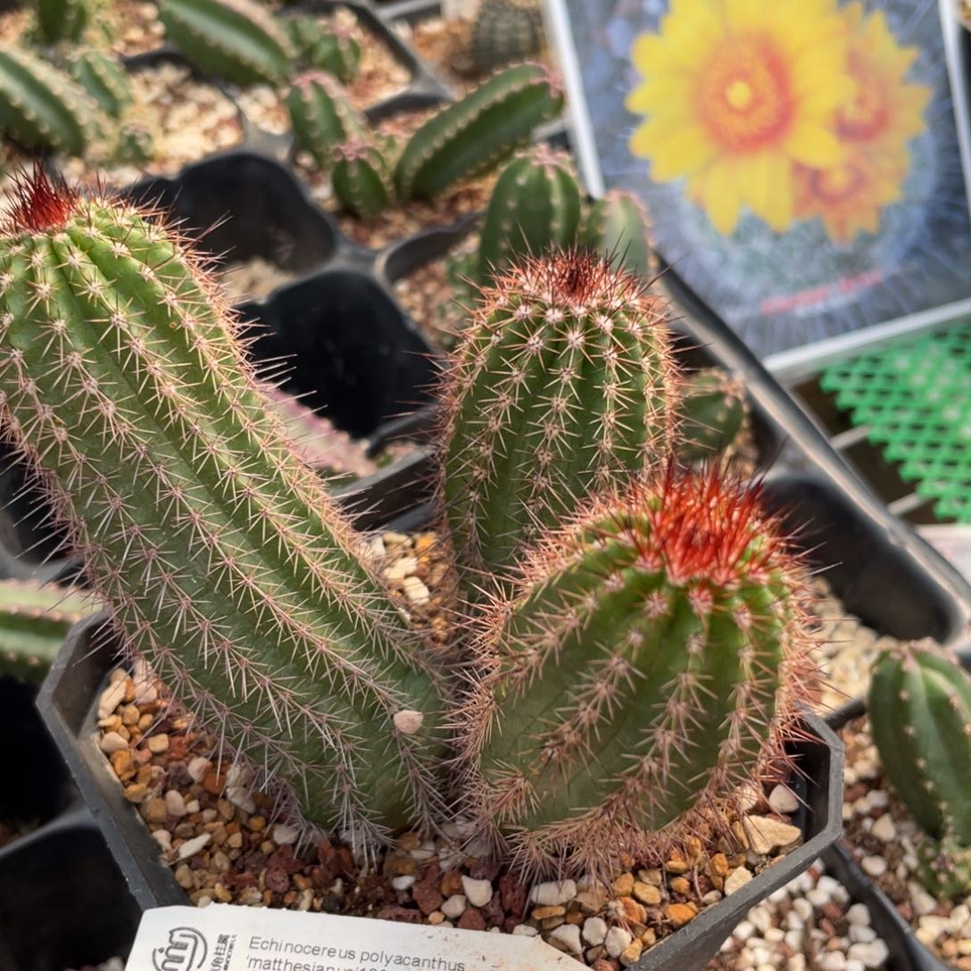 鹿角柱实生仙人球马特多刺虾