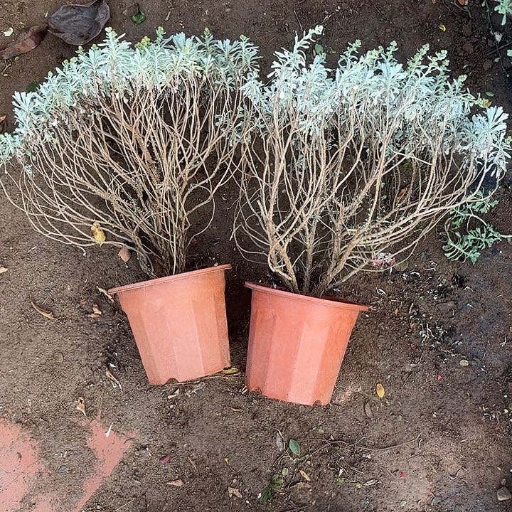 沁***雪无花朵带土球发货