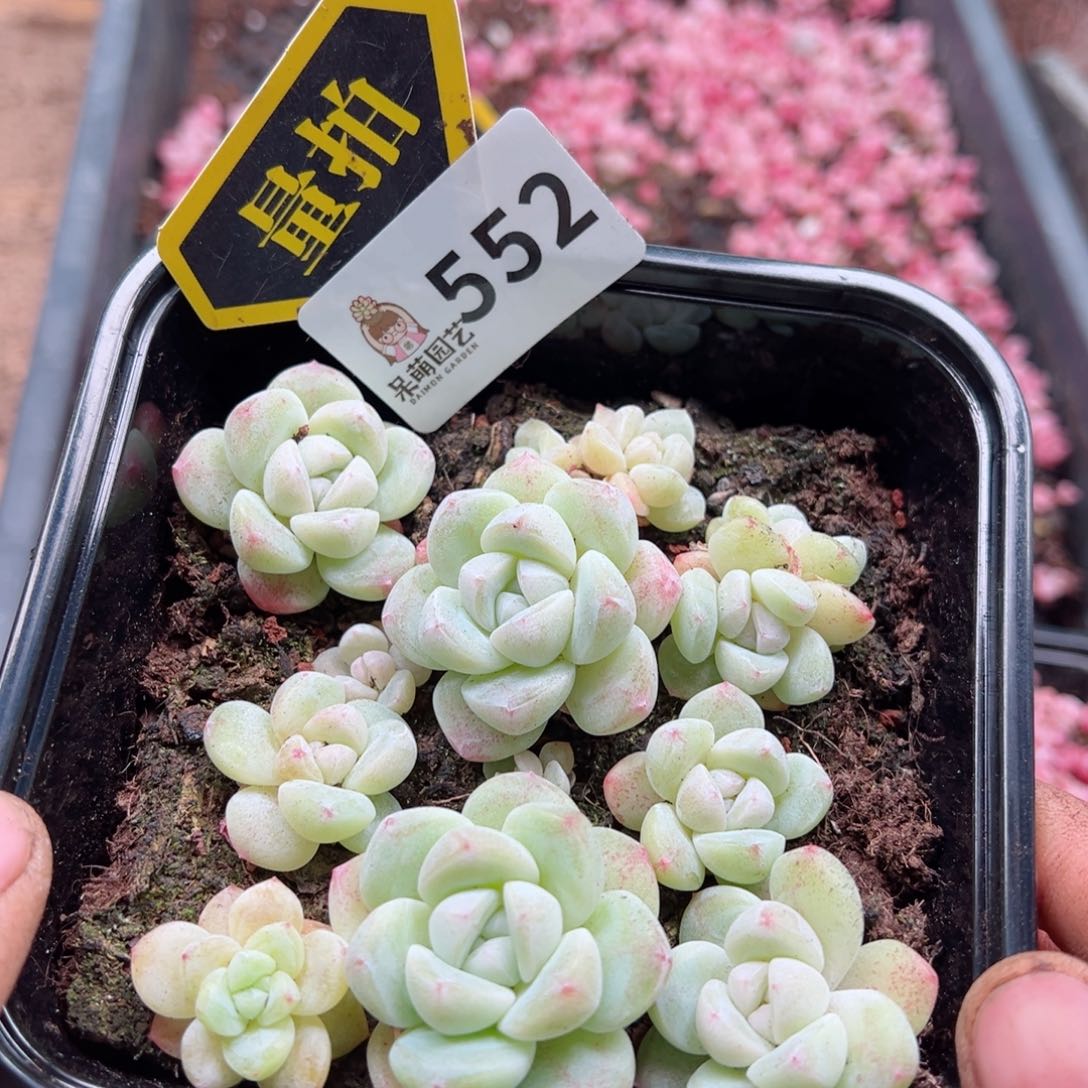 多肉植物多肉植物