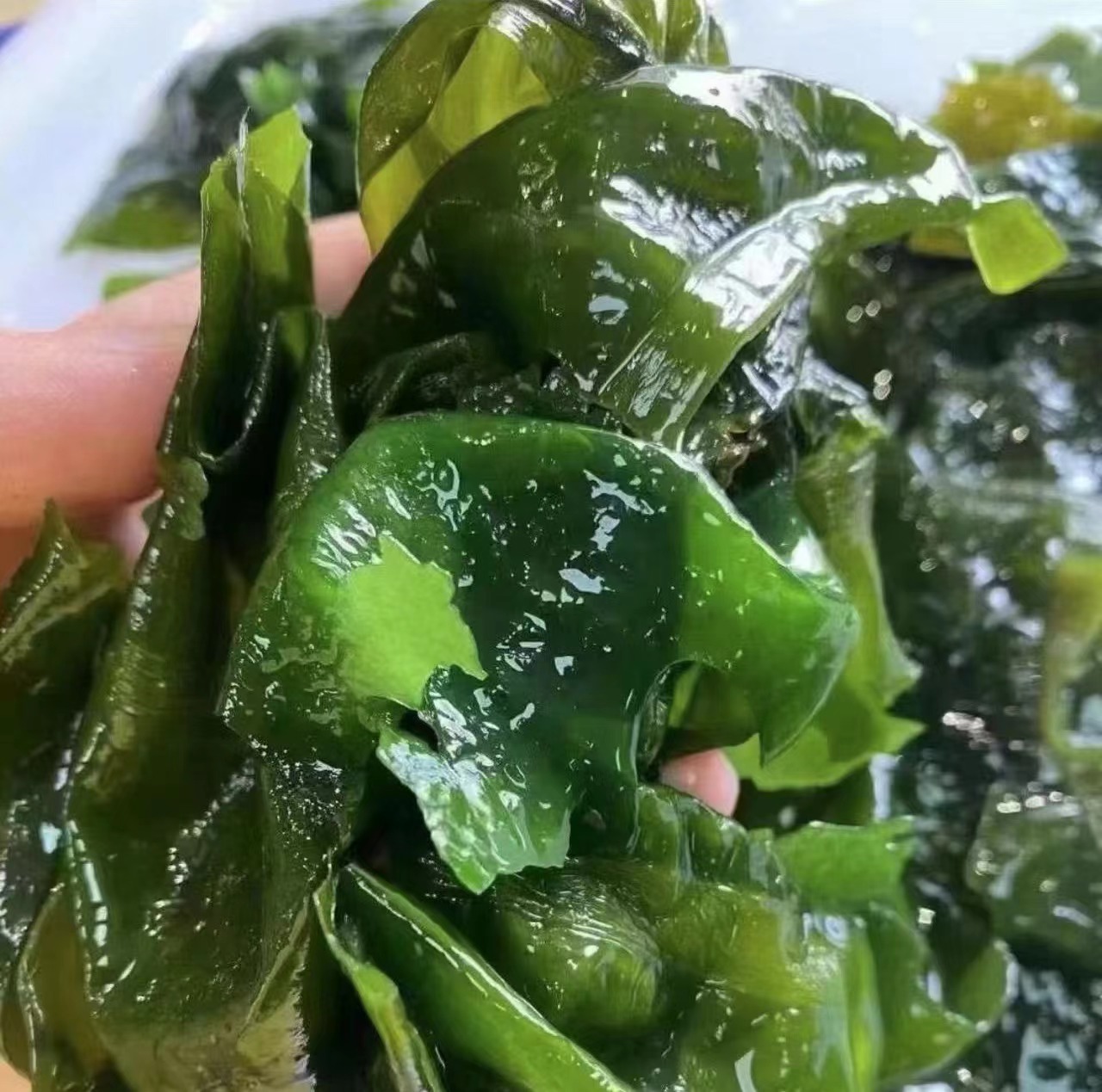 【益娜娜专属】裙带菜 口感脆爽  250g