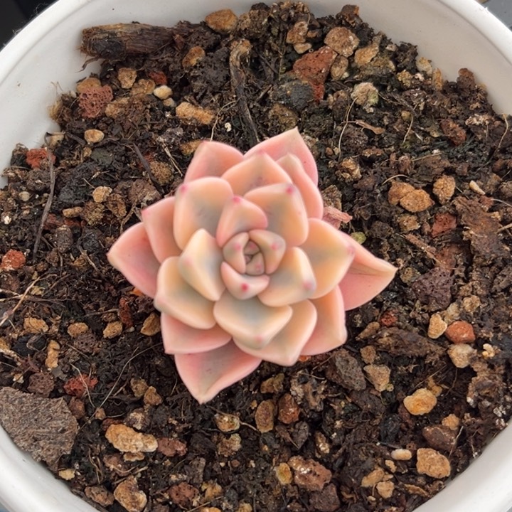 红粉佳人锦一颗价格