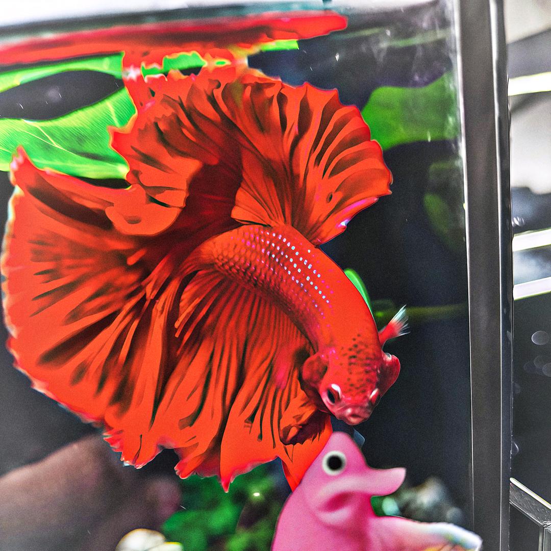 Y16（361-384）泰国精选斗鱼半月斗鱼小型热带观赏鱼(直播间挑鱼)