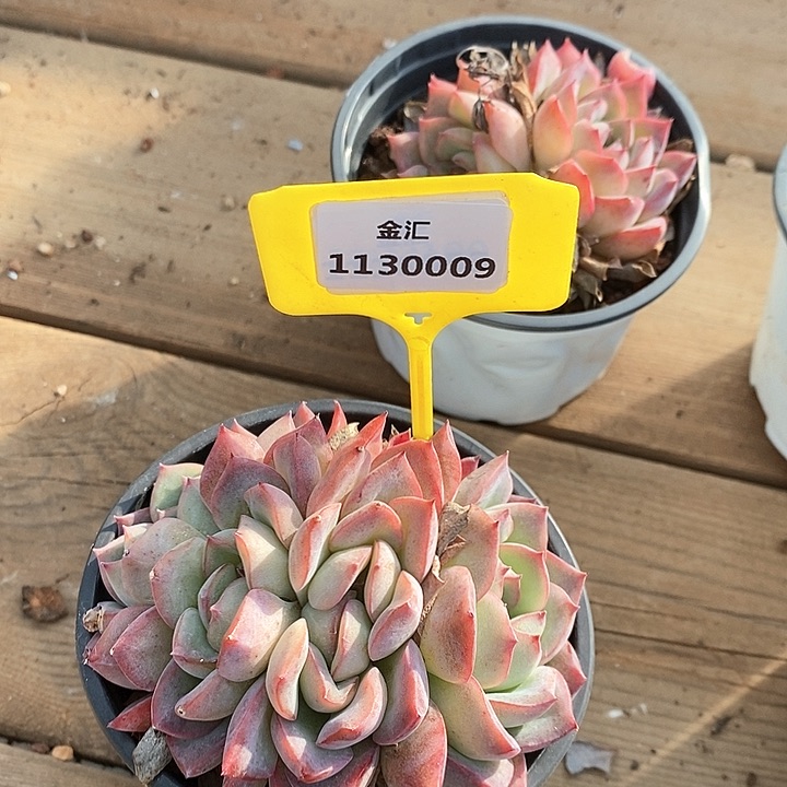 花*蝶福利多多。1130009