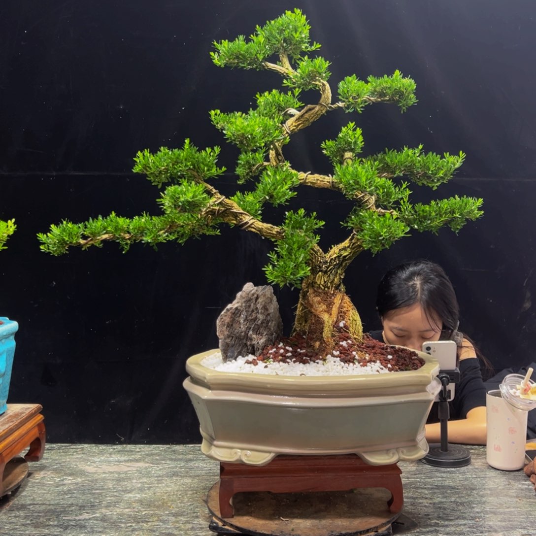无花朵广东黄杨四季常青