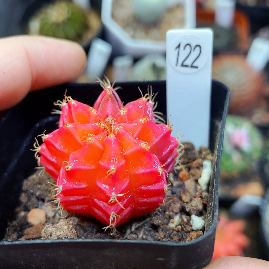 非偏远地区25包邮仙人球