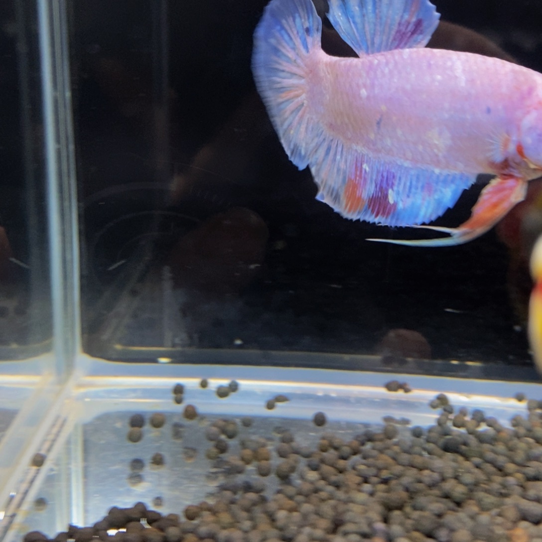 热带鱼公393巨斗