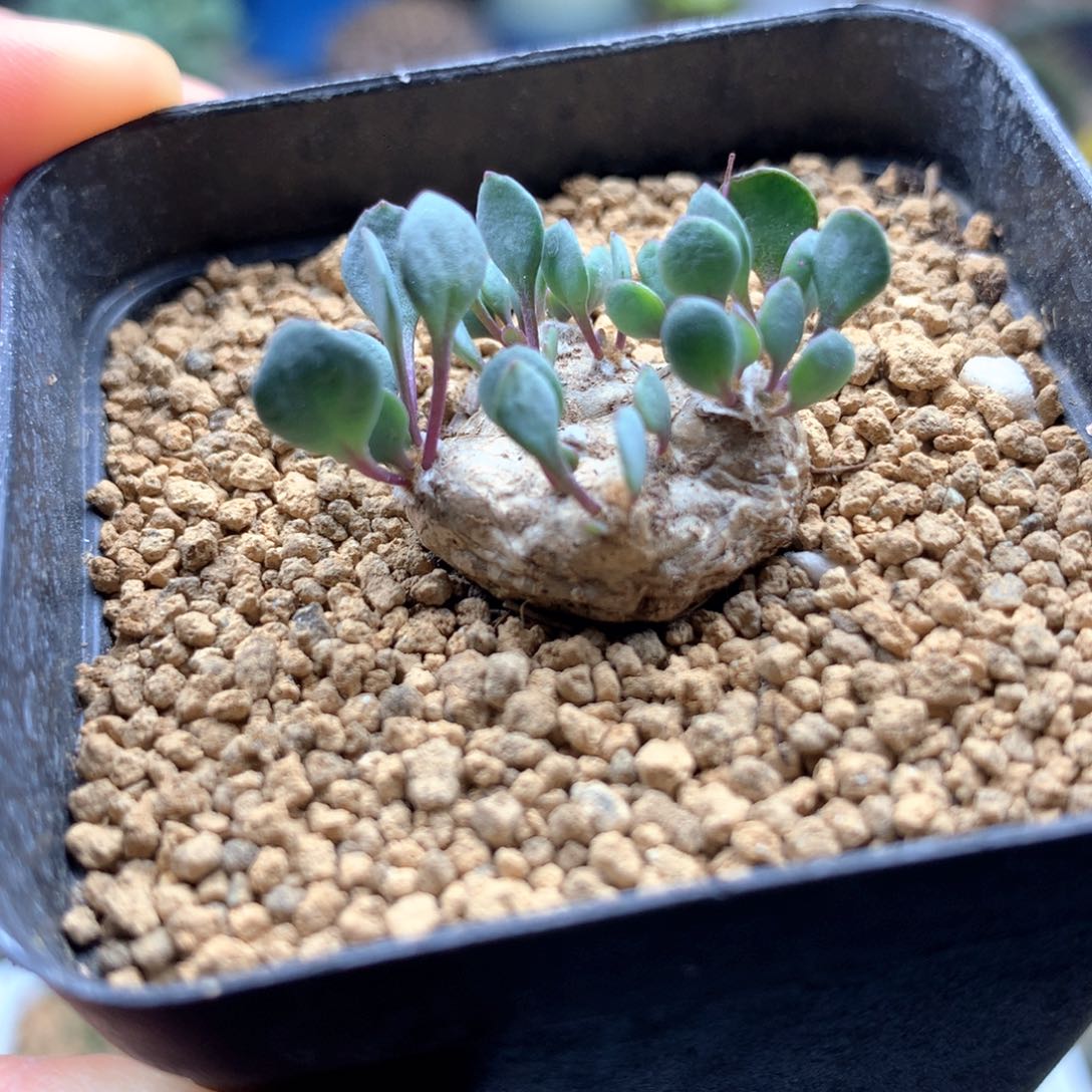 熔岩圆叶格加厚敦菊带盆2cm多肉