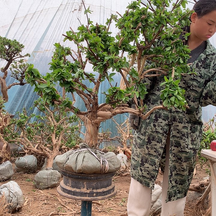 成***败全部花朵金银花545658988888888