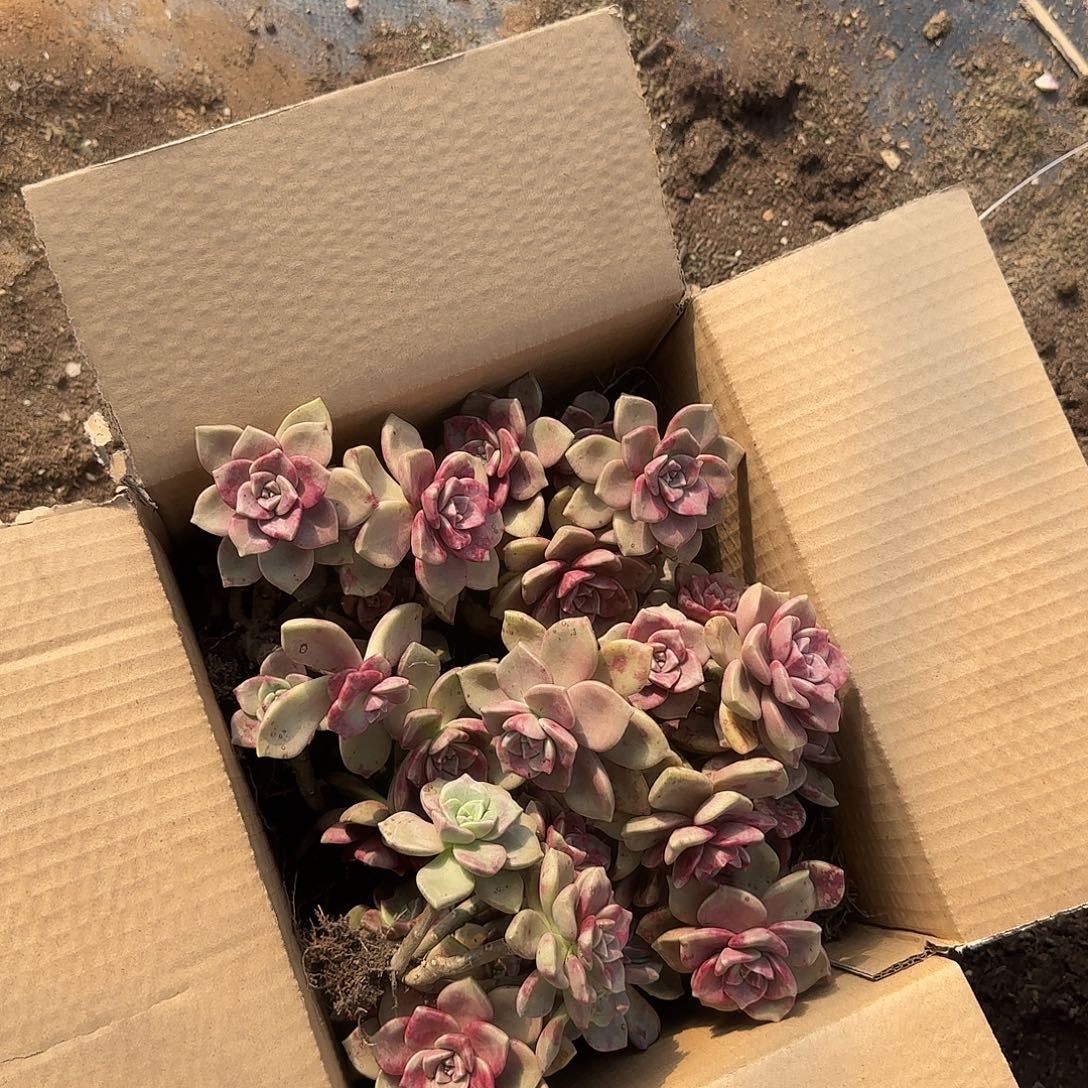 箱拍鹅肝多肉断肢不售后看好在拍