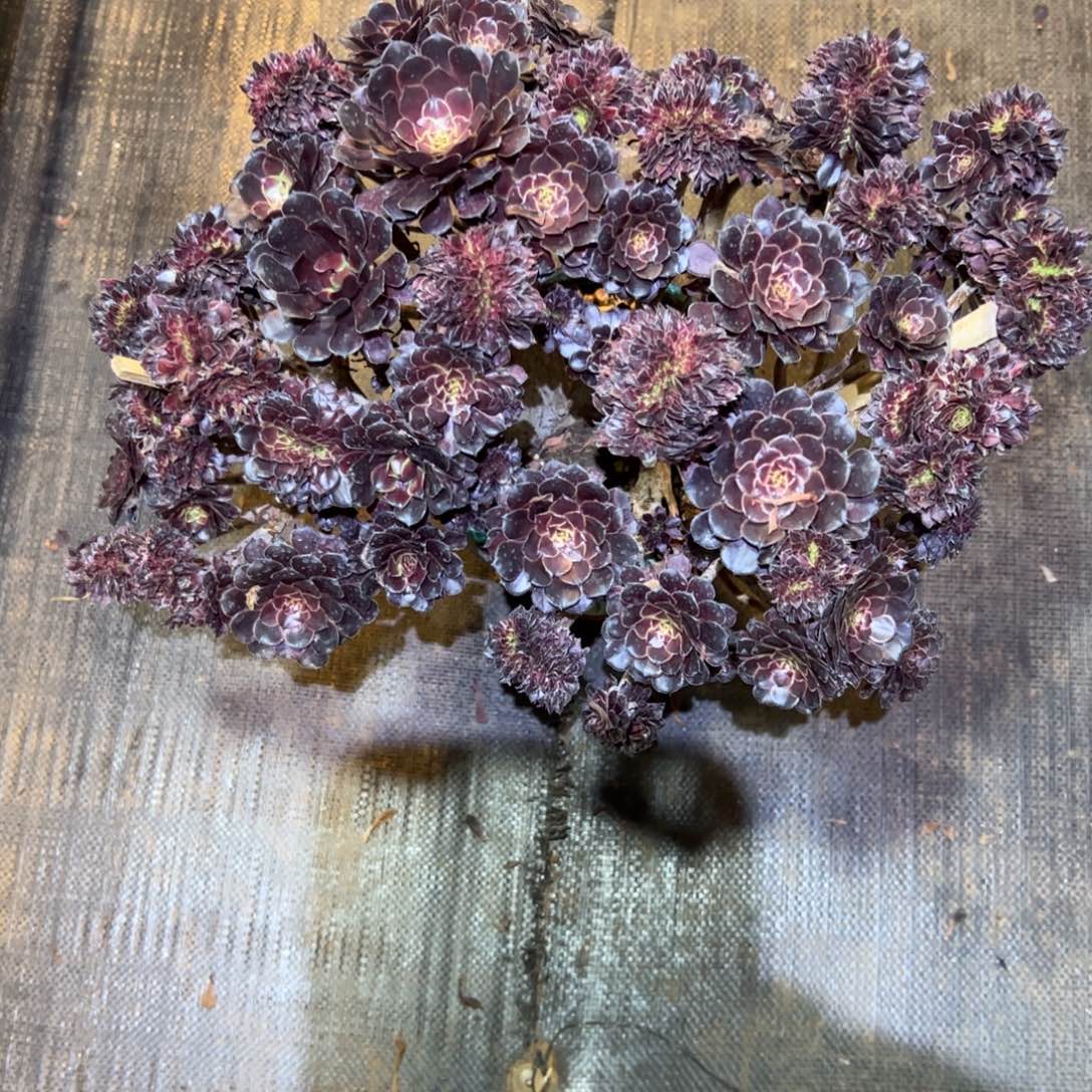 黑铜壶朵缀老桩厚板