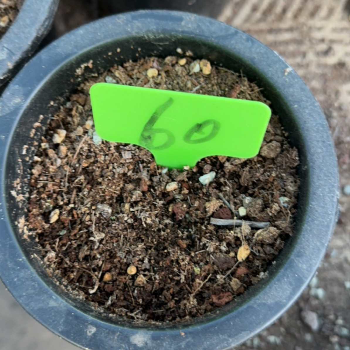 多肉综链接链接60号车差价