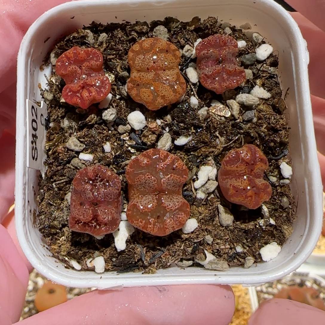 肉锥多肉植物百科-蝴蝶一盆901