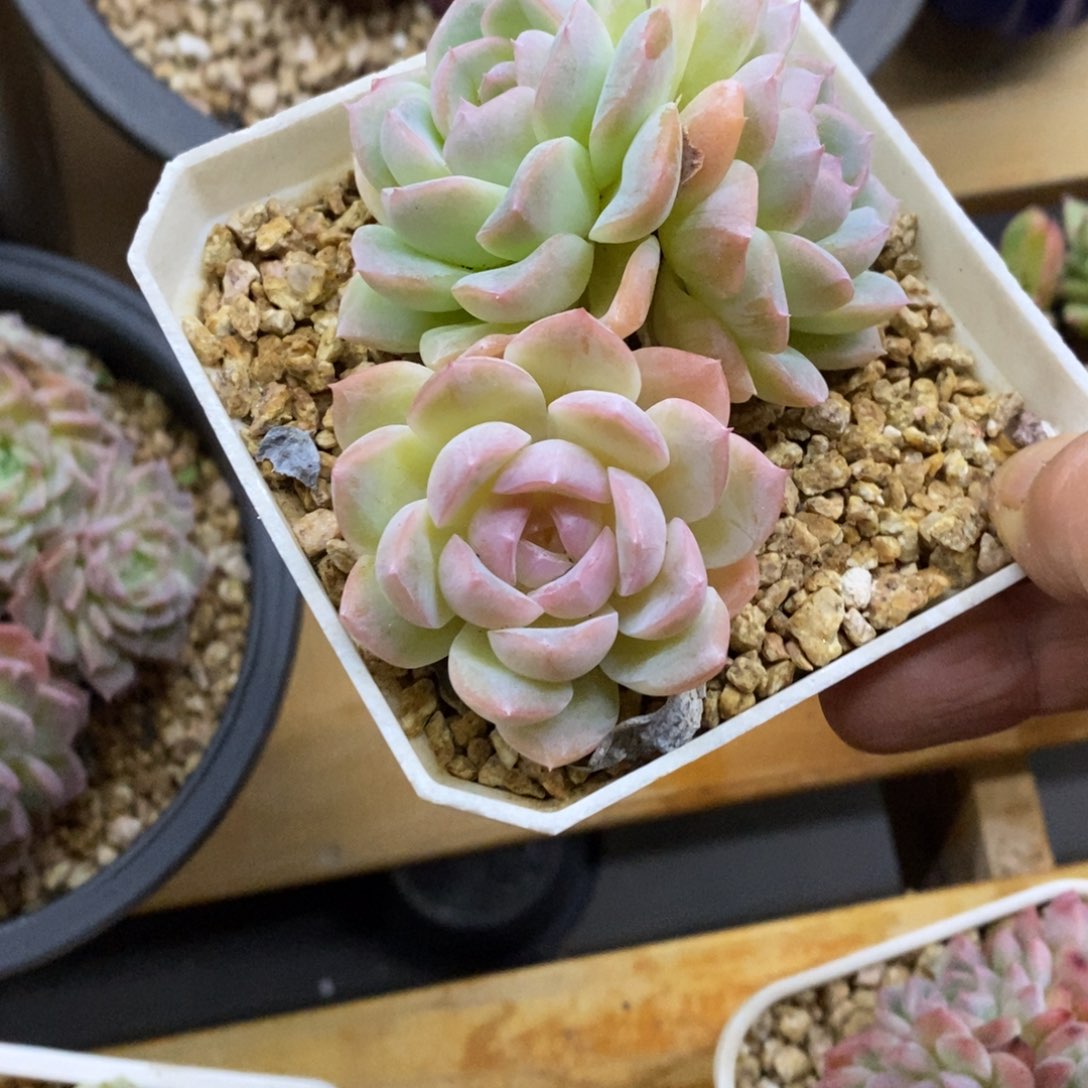 精品多肉一物一拍不包整293