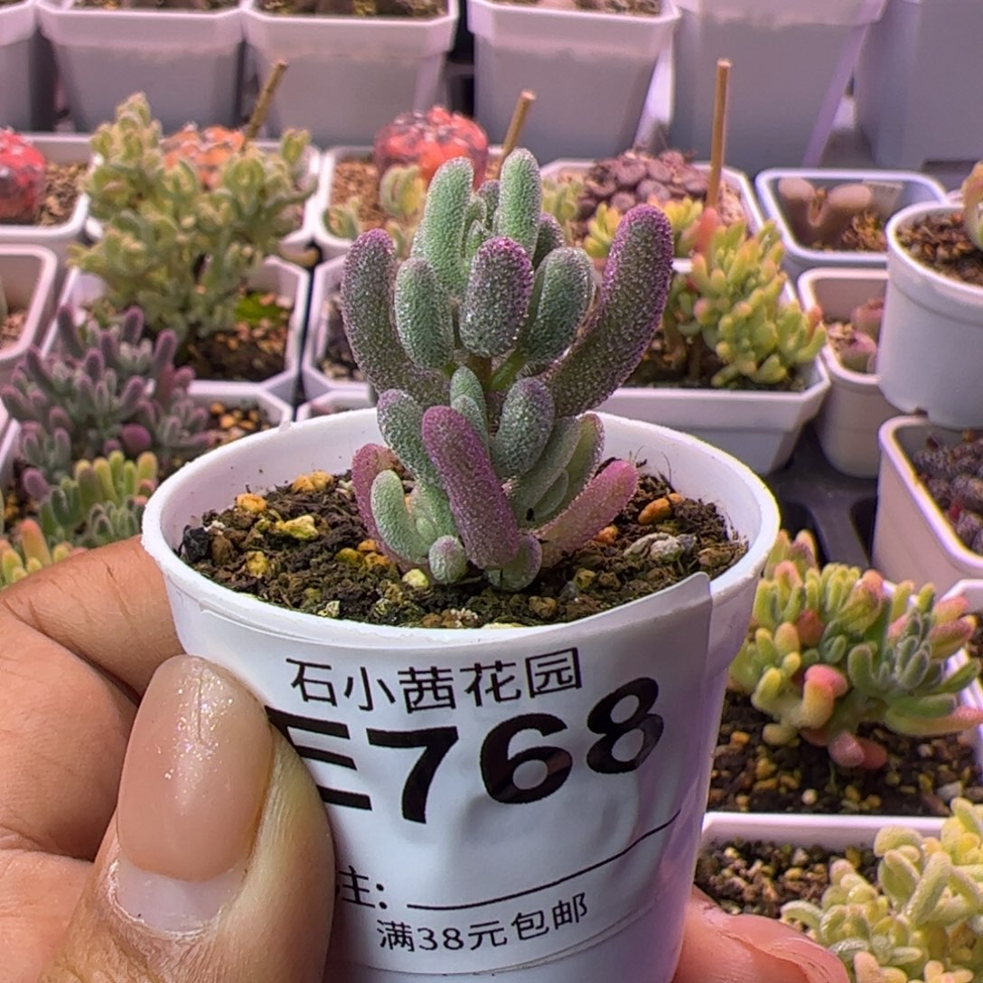768多肉植物枝干超紫