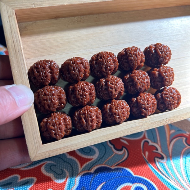 大梅花五面龙，铁籽高油高密后期走色漂亮