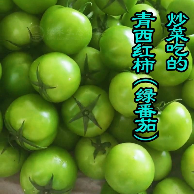 （绿果）铁皮柿子新鲜青番茄炒菜蔬菜现摘现发农家自种西红柿青色