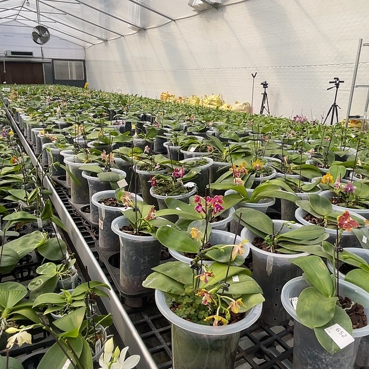 无花朵手机尾号3333玉兔