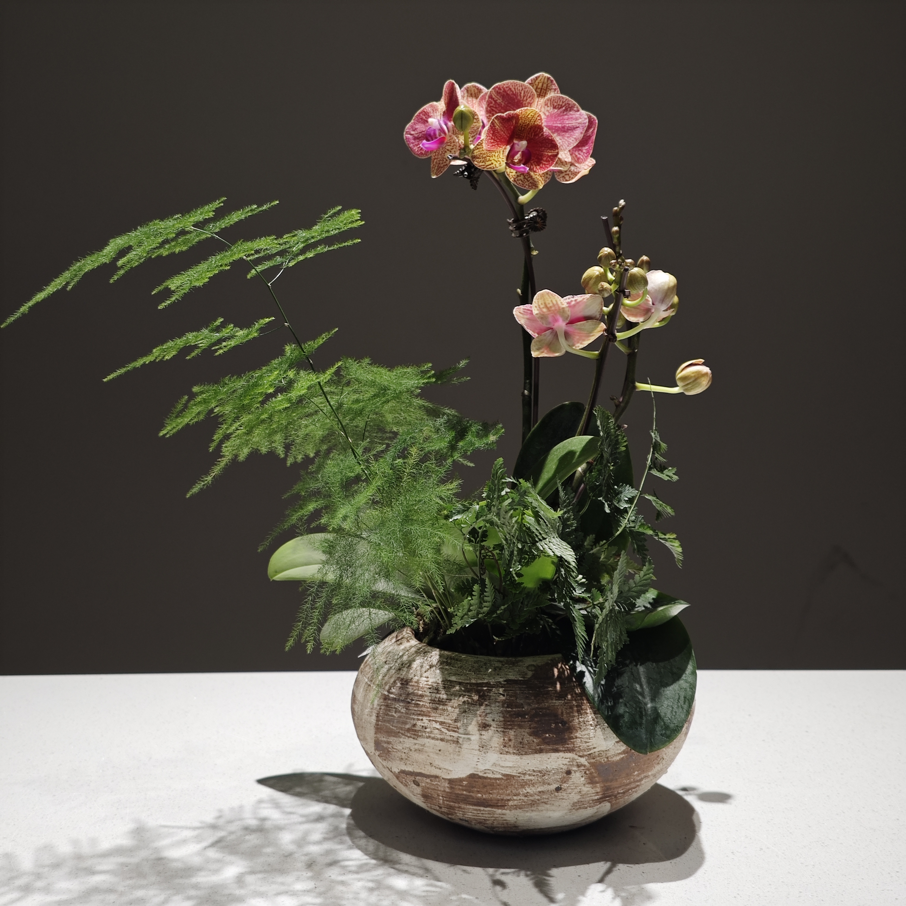 蝴蝶兰一物一拍【景德镇盆】系列 精致创意艺术室内桌面花卉办公室