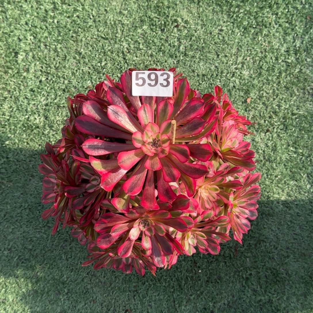 593！红铜白法师多肉植物