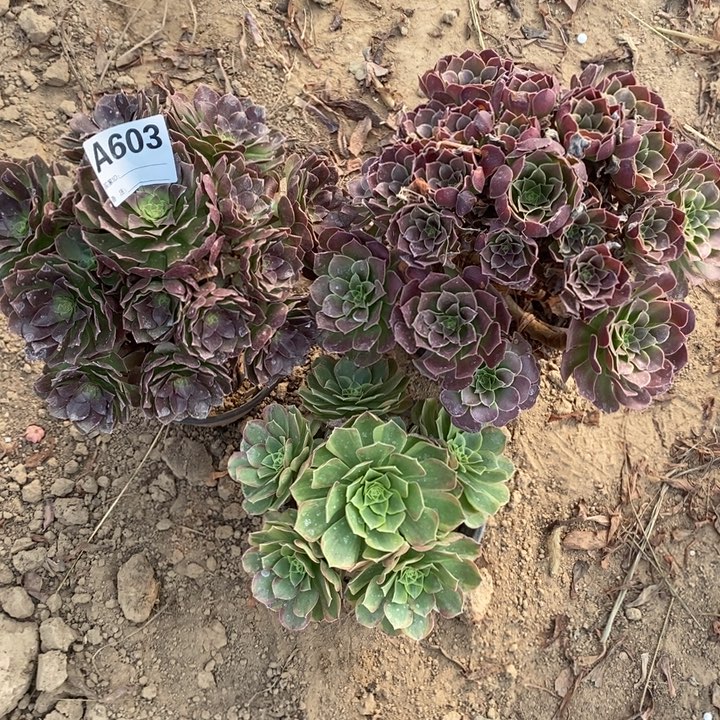 完全开放603组合套餐多肉植物