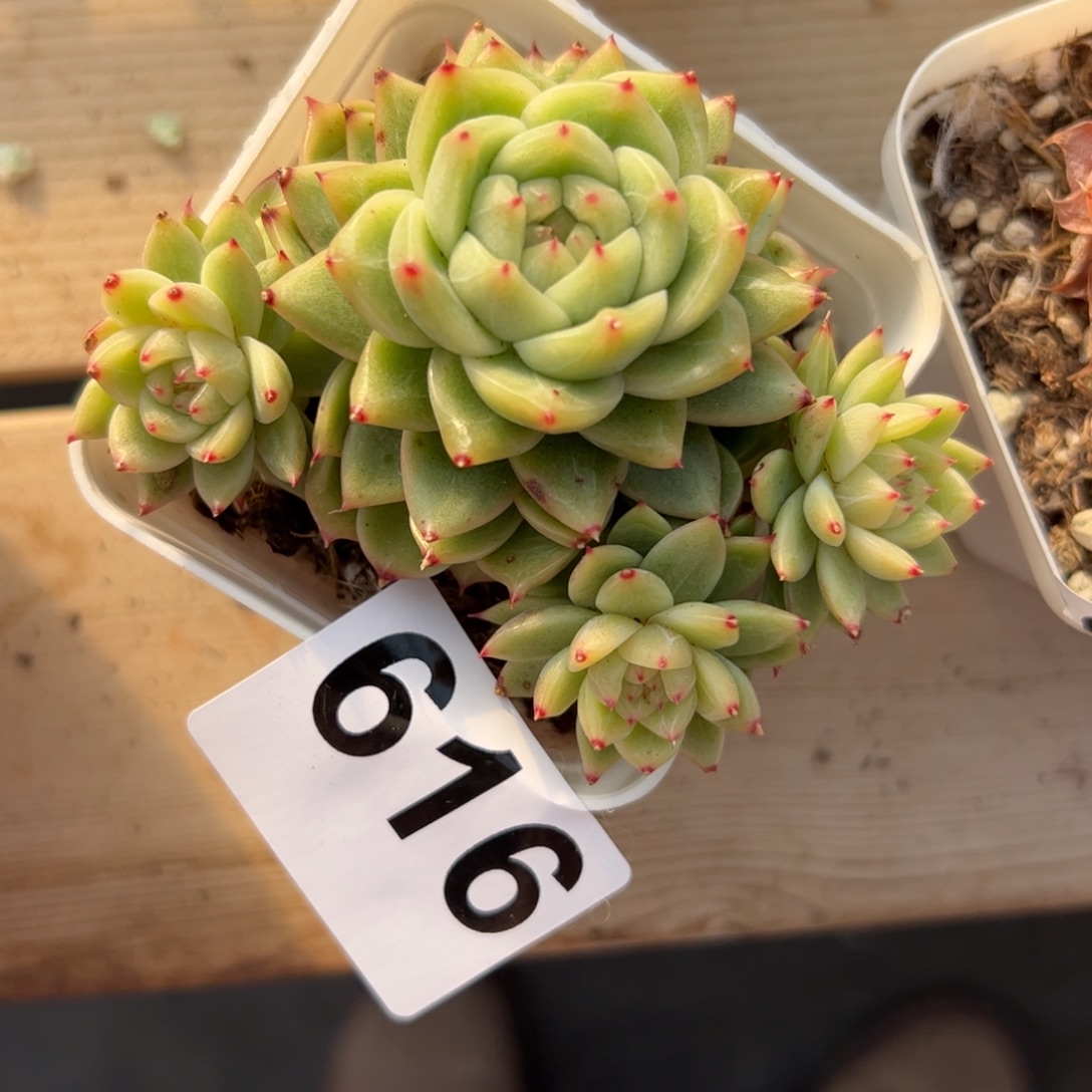 小***花616 满38包邮一物一拍