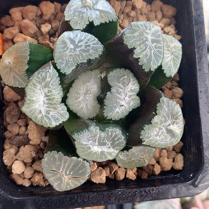 花凌万象一物一拍